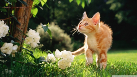 orange tabby kitten - cat, flower, ginger, kitten