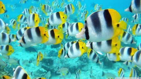 school of tropical fish tahiti - fish, tropical, tahiti, school