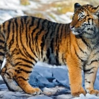 tiger standing in the snow