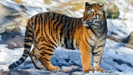 tiger standing in the snow - cat, tiger, rocks, snow