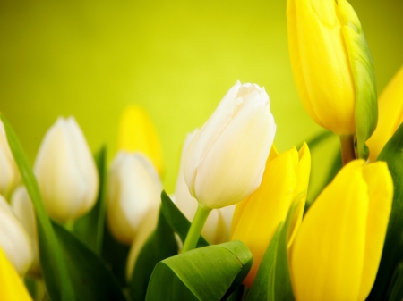 Tulips - flowers, yellow, tulips, soft