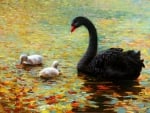 Swan Family