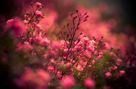 Pink Flowers - flowers, bokeh, nature, pink flowers