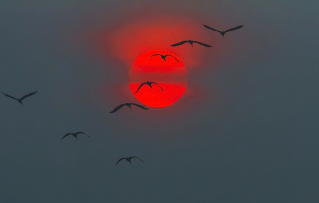 Red Sun - sky, sunset, birds, sun