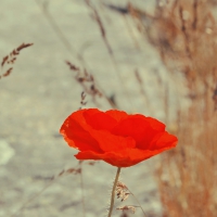 Red poppy