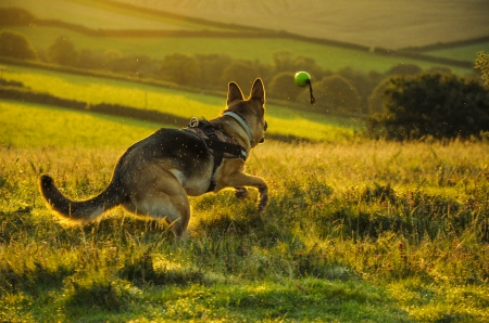 German shepherd - pretty, puppys, beautiful, dog, lovely, sweet, animal, dogs, cute, puppy, animals