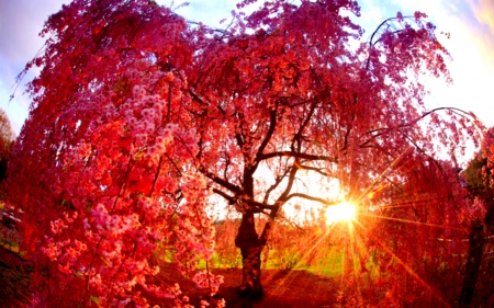 Morning Sun - red, tree, nature, sunshine