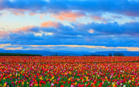 Flower Field - nature, sky, field, flower