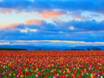 Flower Field