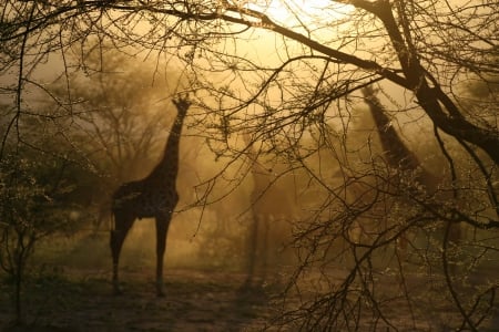 Giraffe - animal, tanzanie, forest, giraffe