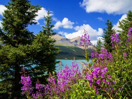 Landscape with mountain and lake - clouds, trees, summer, beautiful, landscape, lovely, mountain, calmness, flowers, nature, view, Canada, serenity, lake, sky