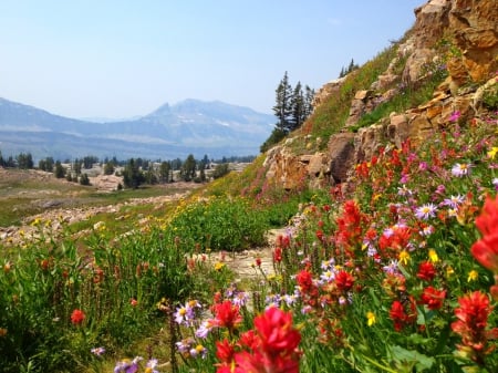 Alaska basin - slope, sky, landscape, mountain, alaska, summer, lovely, rocks, basin, beautiful, flowers, grass, wildflowers