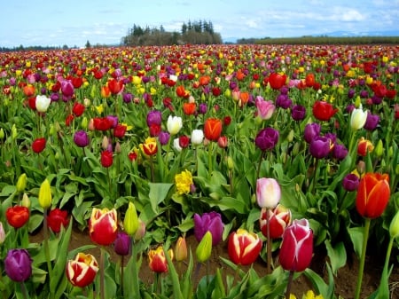 Sea of tulips - pretty, carpet, summer, beautiful, sea, meadow, lovely, freshness, flowers, colorful, tulips, field, sky