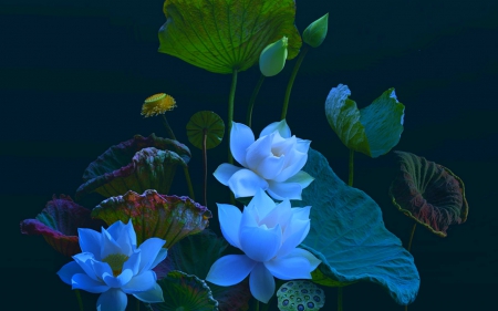 Beautiful Flowers - nature, leaf, flowers, blue