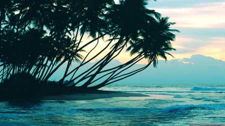 Palm Trees and Ocean - palms, beaches, ocean, trees