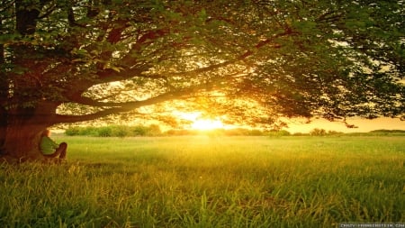 Peaceful Summer Day - fields, summer, tree, sunset