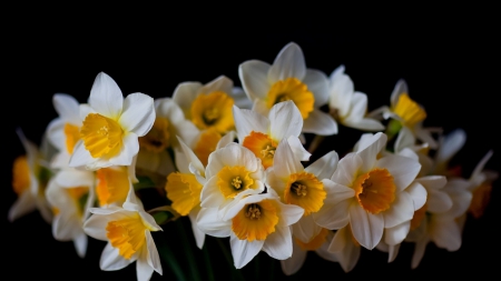 Flowers - flowers, white, yellow, beautiful