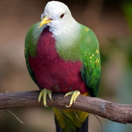 Pigeon - dove, beautiful, red, green