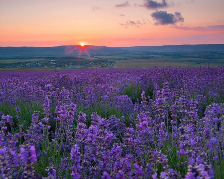 Flower Field - nature, lavender, field, flower, sky