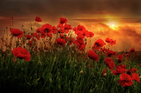 Flower Field - nature, field, flowers, sunset