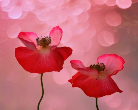 Beautiful Flowers - bokeh, flowers, petals, bloom