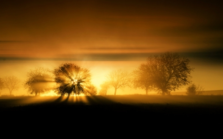 Beautiful Scenery - nature, sunset, trees, shadow