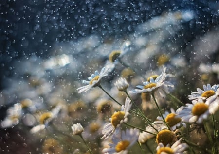 Beautiful Flowers - flowers, drops, nature, water