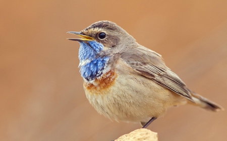 Beautiful Bird - bird, fowl, animals, wings