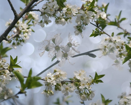 Spring Time - flowers, white, spring, nature