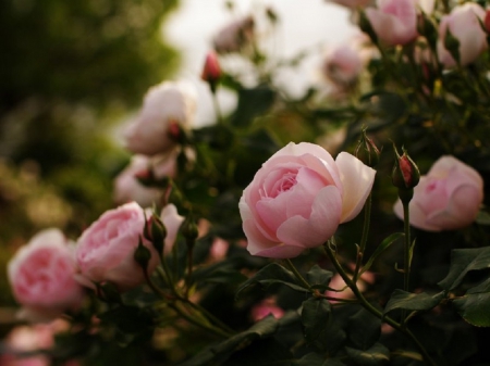 beautiful pink garden roses - flowers, garden, nature, pink roses