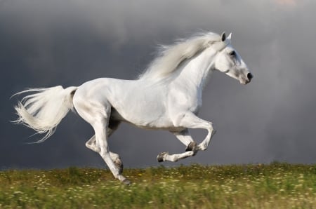 Free Spirit - galloping, horse, grass, storm