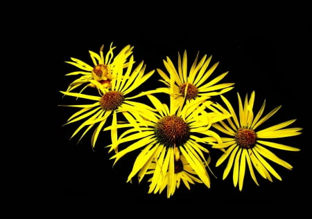 Yellow Family - black, flowers, flower, petals