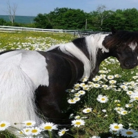 â™žHorse in Field of Daisiesâ™ž