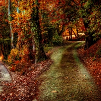 AUTUMN FOREST TRAILS