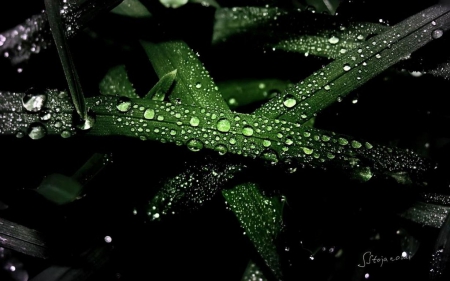 Morning dew - photography, field, dew, spring, macro, grass, garden, drops, dewdrops, rain, raindrops, wallpaper, summer, hd, nature, abstract, close-up