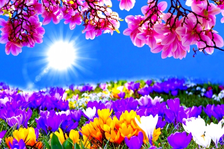 SUMMER  SHINES - flowers, summer, sunshine, spring, sky