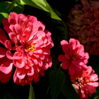 Really Cool Summer Flowers