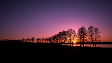 Sunset Silhouette - trees, sunsets, purple, sky