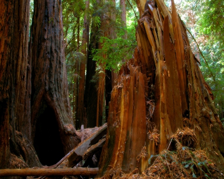 Sequoi - wood, nature, brown, forest, sequoia, tree