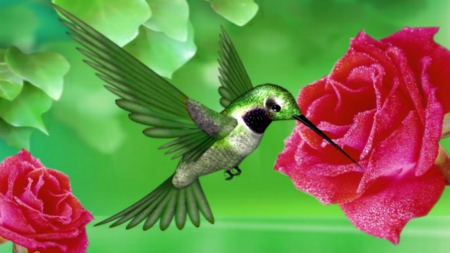 ~*~ The Most Beautiful Bird ~*~ - bird, nature, HD wallpaper, animals wallpaper, landscape, hummingbird, pink rose