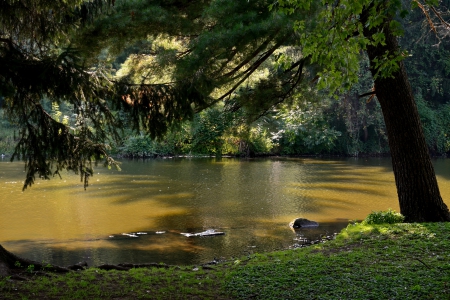 Scene From A Park - ducks, serene, scene from a park, scenic park, summer park, tranquil