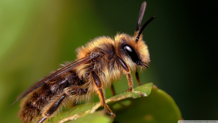 bee on a leaf - insect, leaf, bee, macro