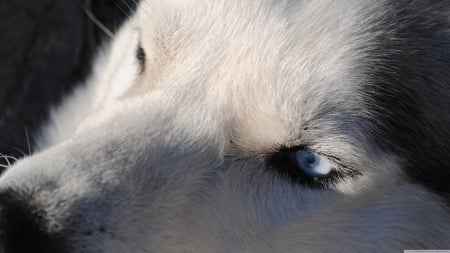 blue truth - face, husky, dog, eyes