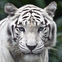female white tiger