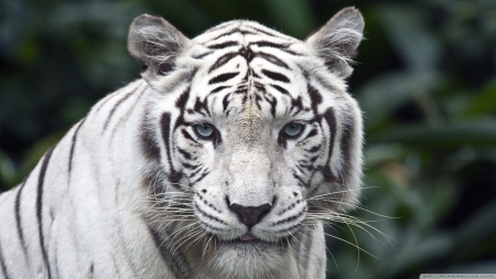 female white tiger - cat, white, female, tiger