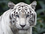 female white tiger