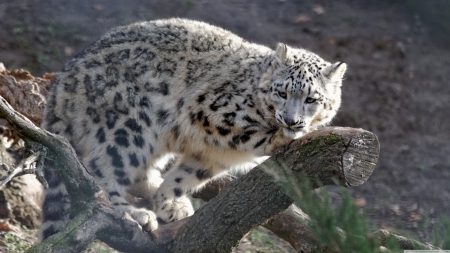 snow leopard - snow, branch, leapard, cat