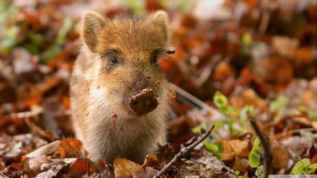 wild boar piglet in the netherlands - pig, piglet, wild, boar