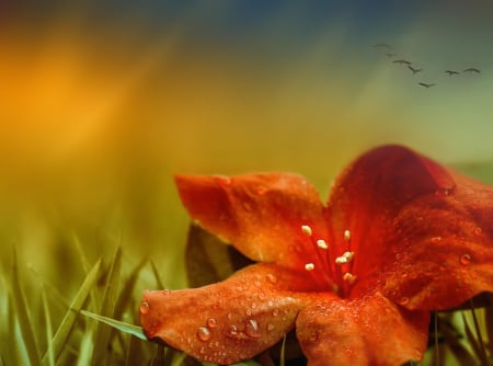 End of the Storm - drops, birds, flower, petal