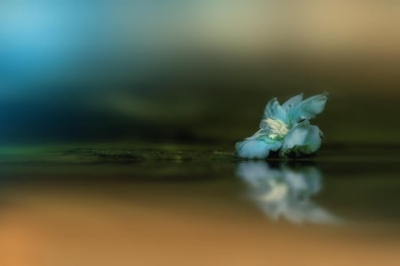 Alone - flowers, flower, petals, blue